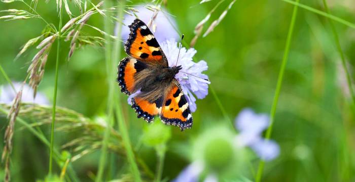 Schmetterling auf Nahrungssuche auf einer Feldblume