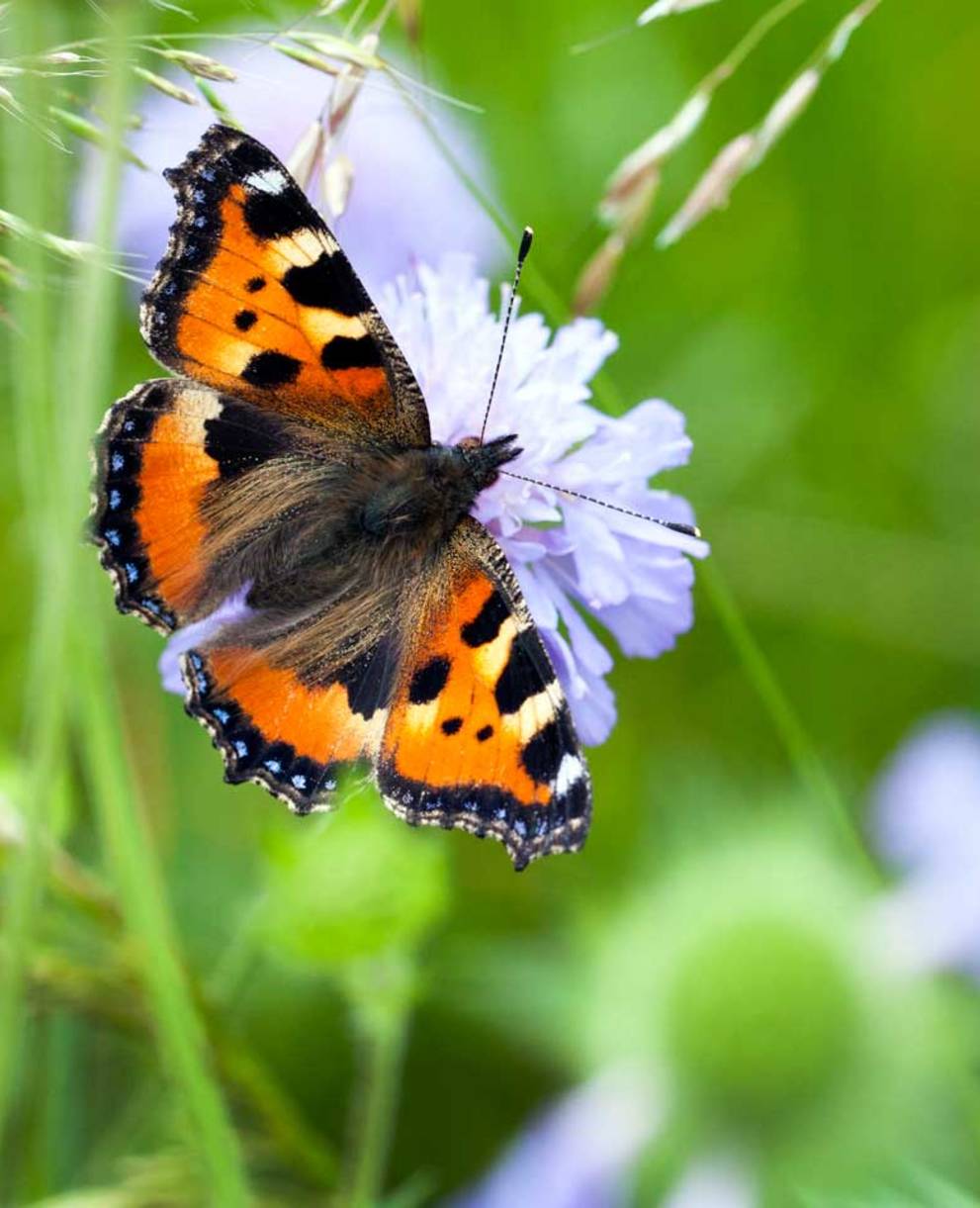 Schmetterling auf Nahrungssuche auf einer Feldblume